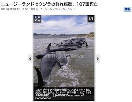 2011-nz-dolphins.jpg