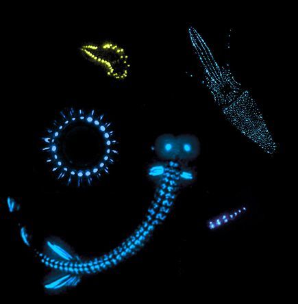 bioluminescent-creatures.jpg