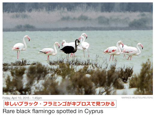 black-flamingo-top.gif