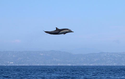 flying-dolphin-top.jpg